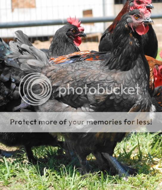 Black & Blue Copper Marans Chicks FS Colorado Springs | BackYard ...