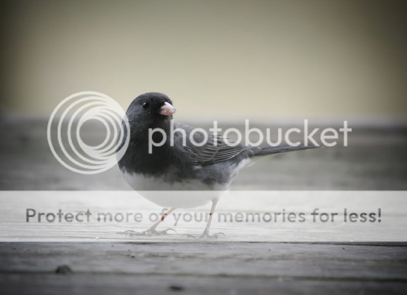 IMAGE: http://i553.photobucket.com/albums/jj397/rick0980/006-3.jpg