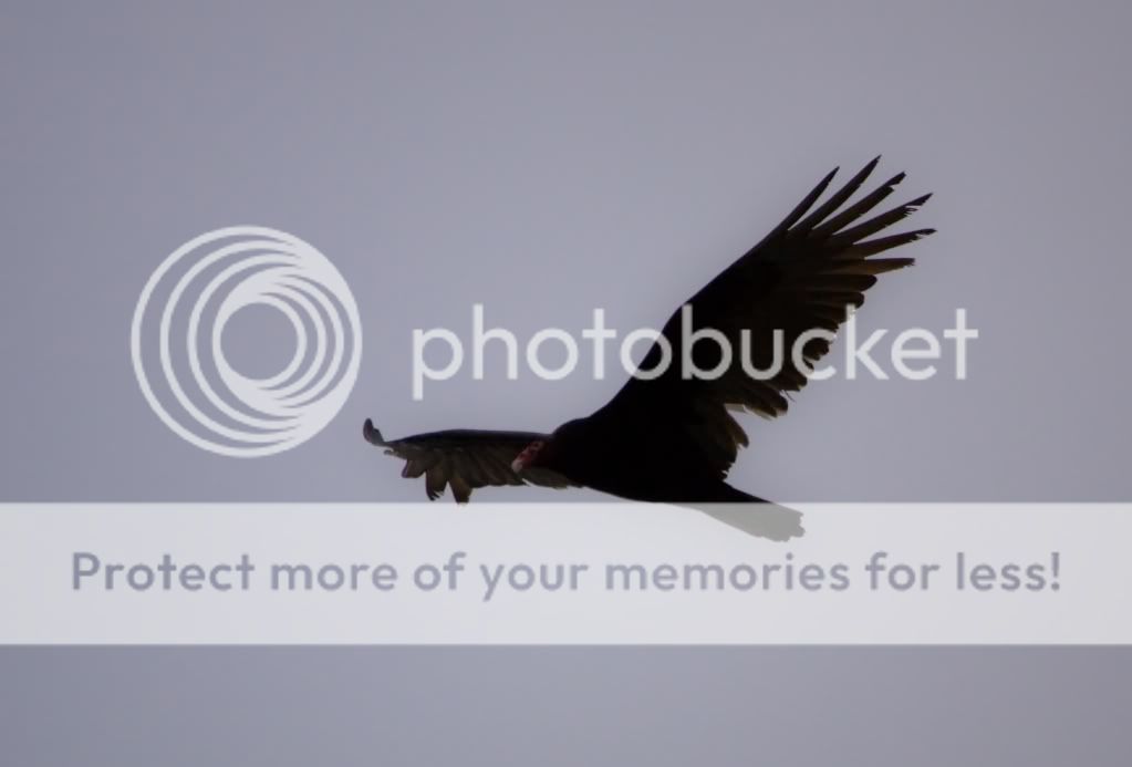 IMAGE: http://i553.photobucket.com/albums/jj397/rick0980/IMG_2810_filtered.jpg