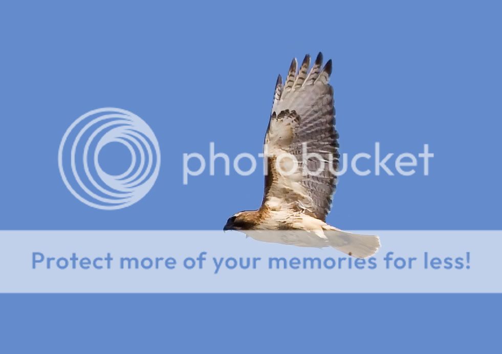 IMAGE: http://i553.photobucket.com/albums/jj397/rick0980/IMG_3246.jpg