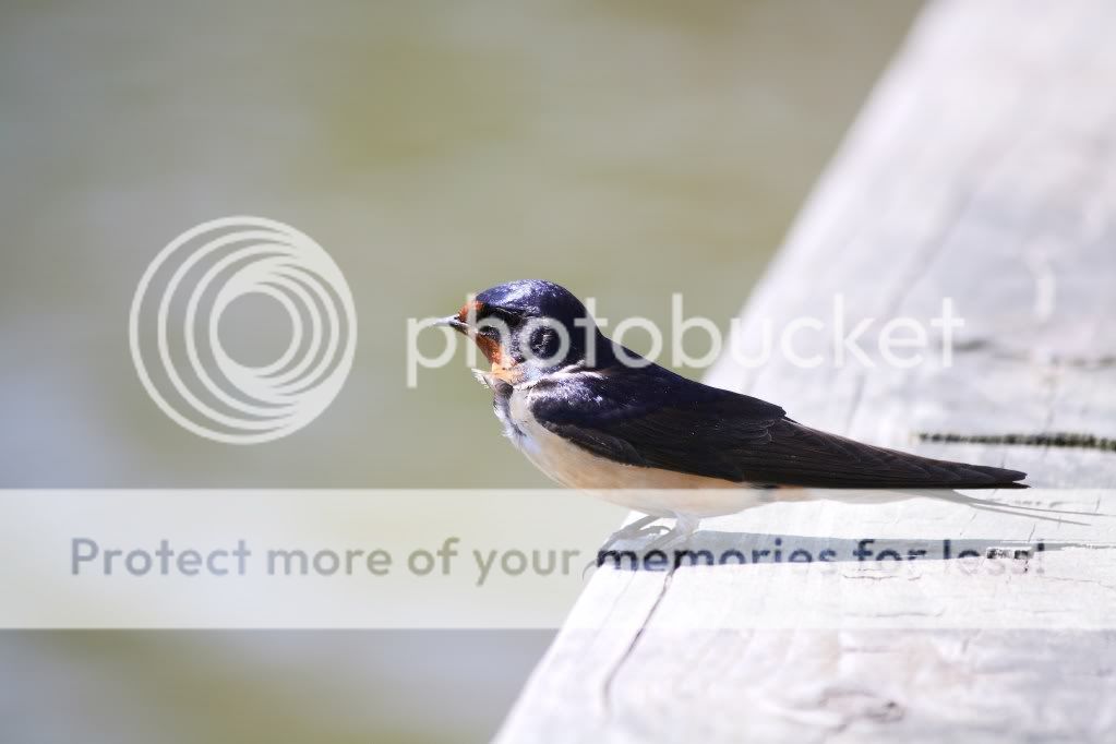 IMAGE: http://i553.photobucket.com/albums/jj397/rick0980/IMG_3610dpp.jpg