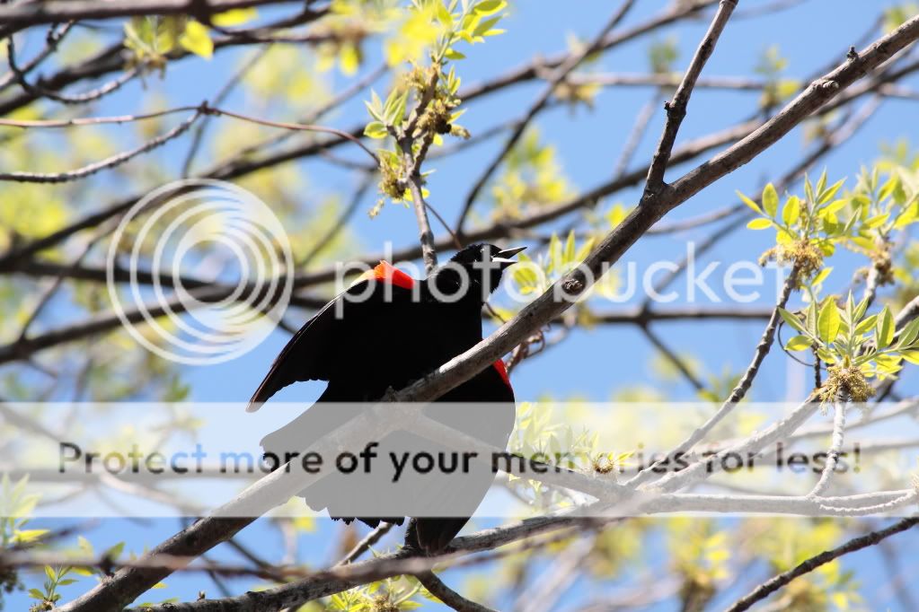 IMAGE: http://i553.photobucket.com/albums/jj397/rick0980/IMG_3649dpp.jpg