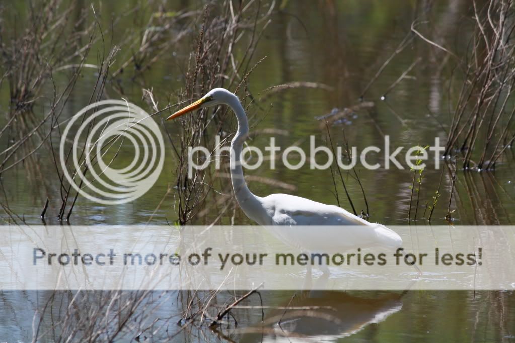 IMAGE: http://i553.photobucket.com/albums/jj397/rick0980/IMG_3667dpp.jpg