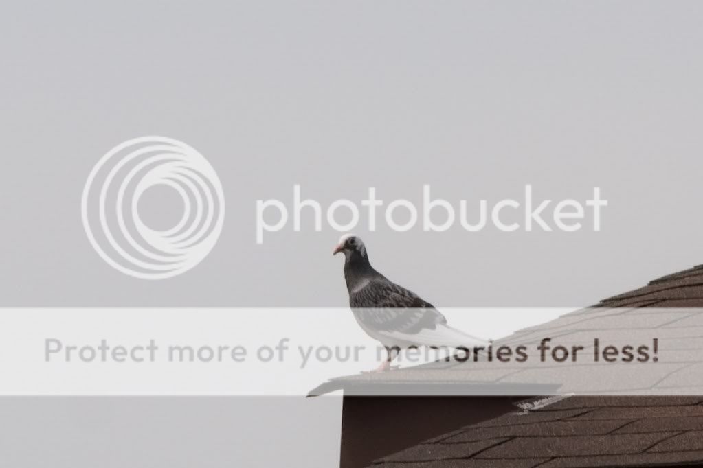 IMAGE: http://i553.photobucket.com/albums/jj397/rick0980/IMG_4143.jpg