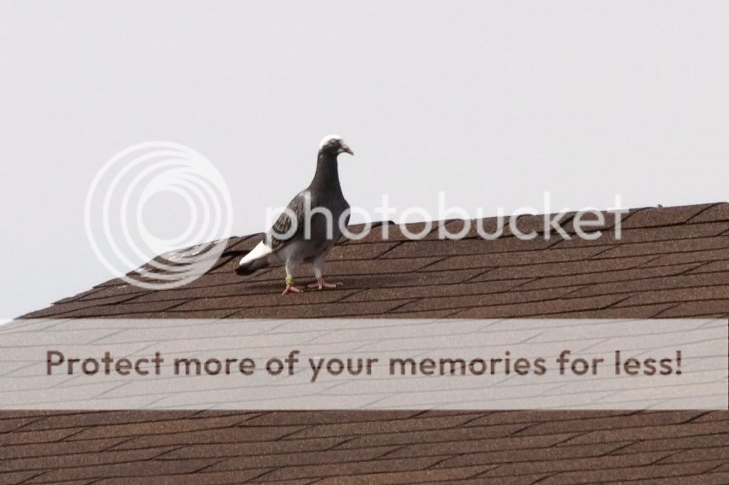 IMAGE: http://i553.photobucket.com/albums/jj397/rick0980/IMG_4150.jpg