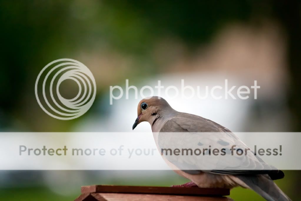 IMAGE: http://i553.photobucket.com/albums/jj397/rick0980/IMG_4830-3.jpg