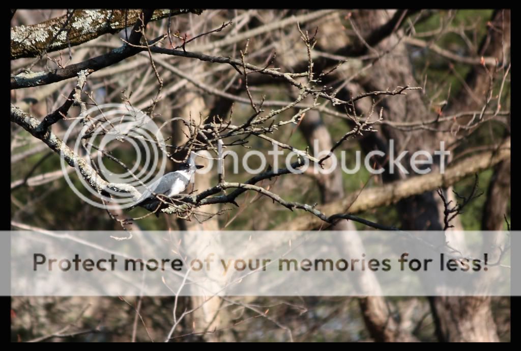 IMAGE: http://i553.photobucket.com/albums/jj397/rick0980/PhotographCopy.jpg